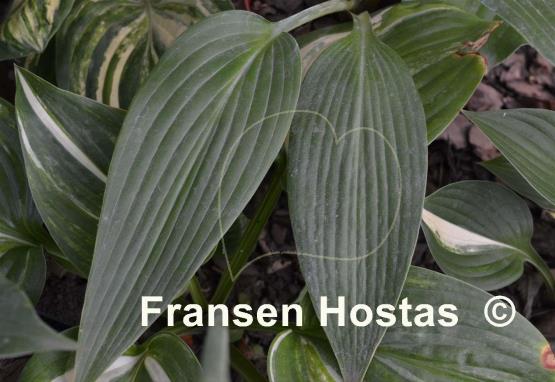 Hosta Scheherazade